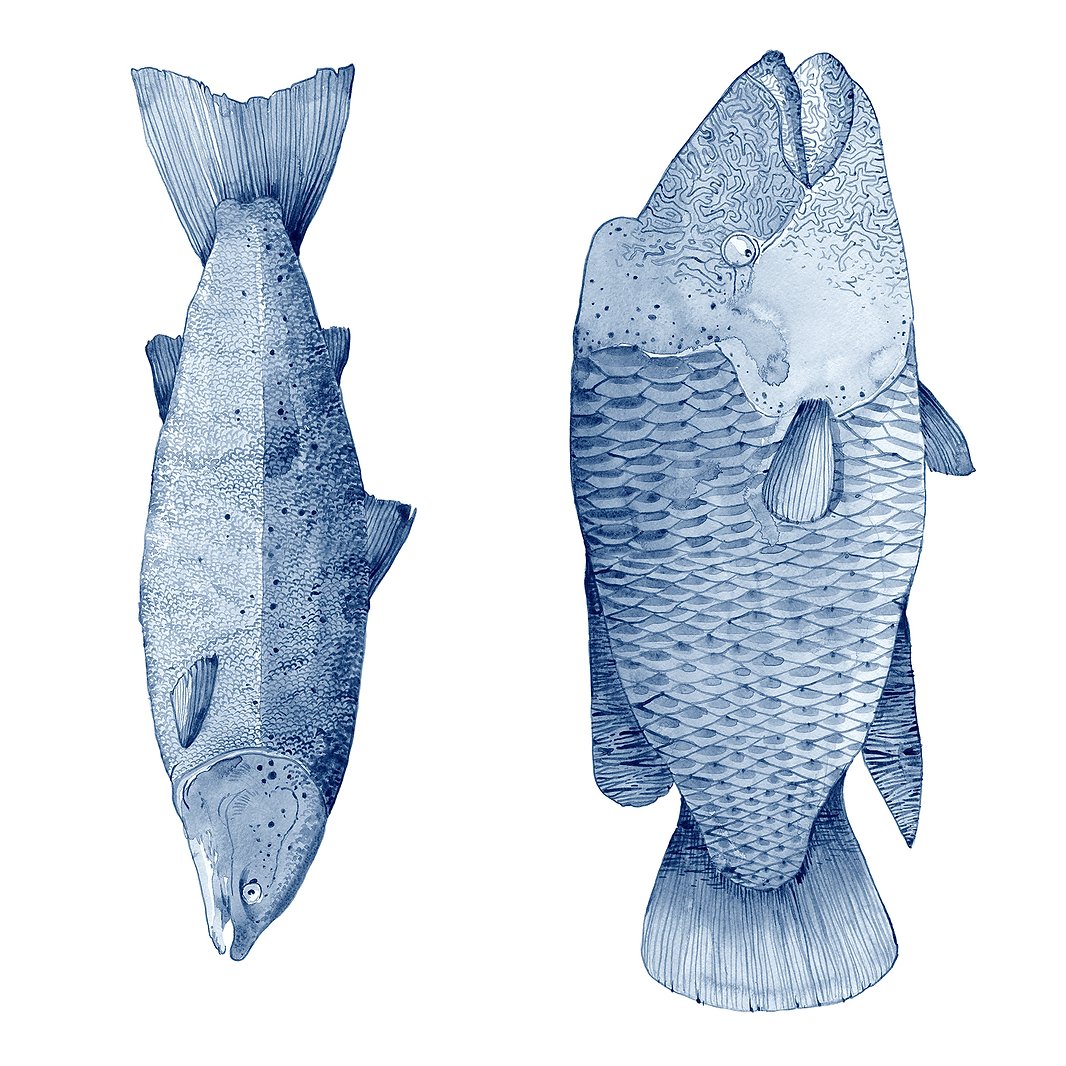 Bathroom wallpapers Fishes - UKRAINIAN PRODUCT DESIGN